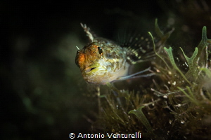Peperoncino fish_July 2026
(Canon RF100,1/200,f7.1,iso100) by Antonio Venturelli 